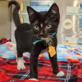 CHEEZIT -  Domestic Short Hair Cat for Adoption in St. Louis, Missouri - CHEEZIT | PetCurious