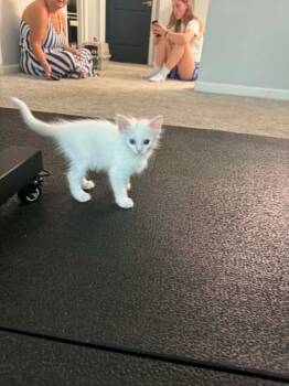 marshmallow -  Domestic Short Hair and Domestic Medium Hair Cat for Adoption in Sanford, North Carolina - Marshmallow | PetCurious
