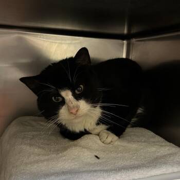 Domestic Short Hair Cats Available for Adoption - Oscar | PetCurious