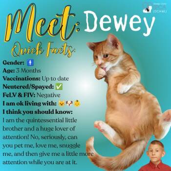 Dewey -  Tiger Cat for Adoption in Fulton, New York - Dewey | PetCurious
