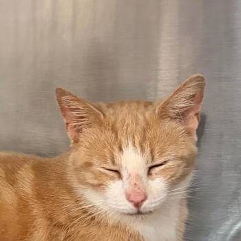 Ginger -  Domestic Short Hair Cat for Adoption in Newark, New Jersey - Ginger | PetCurious