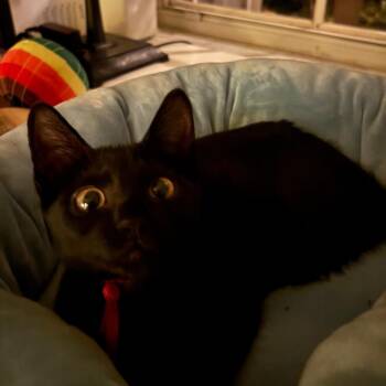 Jaci -  Domestic Short Hair Cat for Adoption in Sunrise, Florida - Jaci | PetCurious