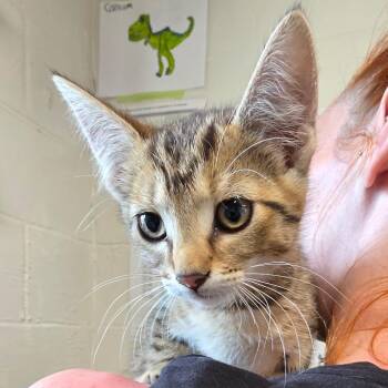 Golduck -  Domestic Short Hair Cat for Adoption in Eureka Springs, Arkansas - Golduck | PetCurious
