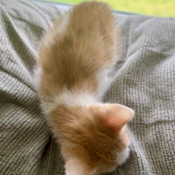 Olaf -  Domestic Short Hair Cat for Adoption in Granville, Ohio - Olaf | PetCurious