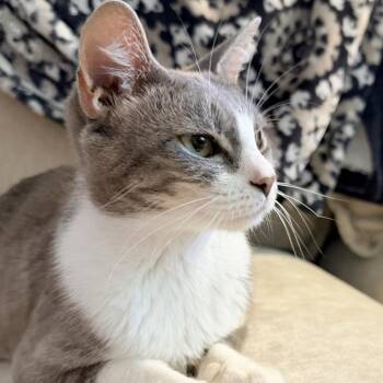 Ash -  Domestic Short Hair Cat for Adoption in Brownsboro, Alabama - Ash | PetCurious