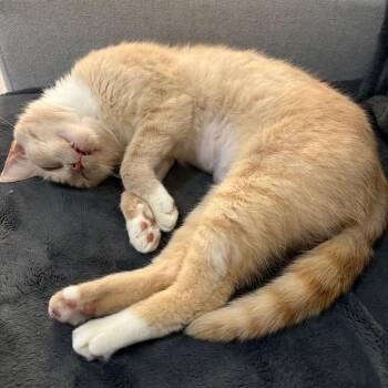 Goldfish -  Domestic Short Hair Cat for Adoption in Nashville, Tennessee - Goldfish | PetCurious