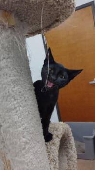 Lyra -  Domestic Short Hair Cat for Adoption in Corpus Christi, Texas - Lyra | PetCurious