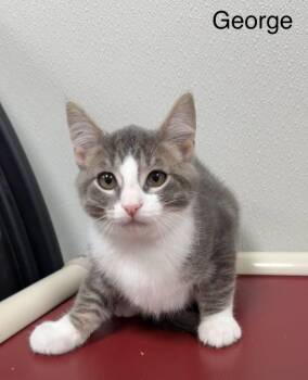 George -  Domestic Short Hair Cat for Adoption in Hornell, New York - George | PetCurious