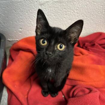 Hayley Kiyoko -  Domestic Short Hair Cat for Adoption in Carencro, Louisiana - Hayley Kiyoko | PetCurious