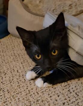 Domestic Short Hair Cats Available for Adoption - Tazzie, Willow Grove Area, (FCID 02/04/2026-138) | PetCurious