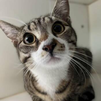 Domestic Short Hair Cats Available for Adoption in Newark, New Jersey - Sundance | PetCurious