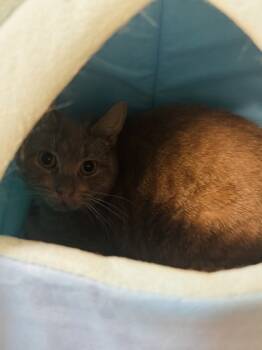 Rescue Domestic Short Hair Cats for Adoption - Katniss OF85 | PetCurious