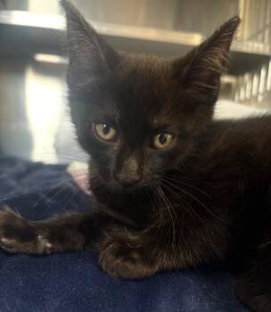 Kashi -  Domestic Short Hair Cat for Adoption in Pomona, New York - Kashi | PetCurious