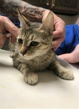 A429848 -  Domestic Short Hair Cat for Adoption in Conroe, Texas - A429848 | PetCurious
