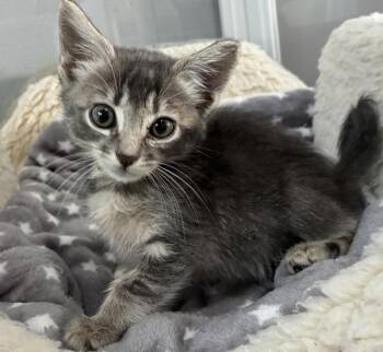 Mittens -  Domestic Short Hair Cat for Adoption in Vancouver, Washington - Mittens | PetCurious