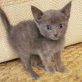 Rescue Domestic Short Hair Cats for Adoption in Columbia, South Carolina - Sangria | PetCurious