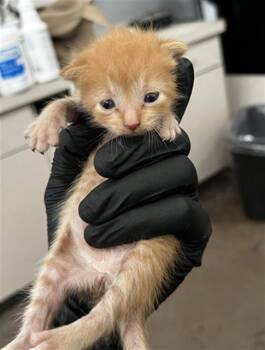 SUKI -  Domestic Long Hair Cat for Adoption in Dallas, Texas - SUKI | PetCurious
