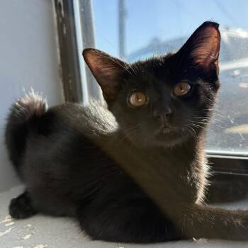 Domestic Short Hair Cats Available for Adoption in Panama City, Florida - Dee | PetCurious
