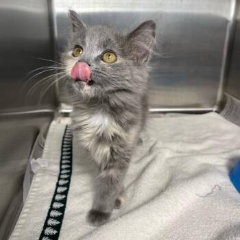Magnolia -  Domestic Long Hair Cat for Adoption in Roanoke, Virginia - Magnolia | PetCurious