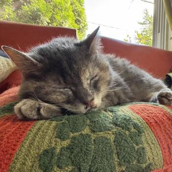 Addie -  Domestic Short Hair Cat for Adoption in Dover, New Hampshire - Addie | PetCurious