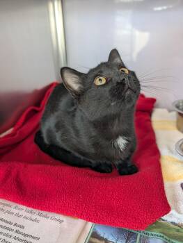 Rescue Domestic Short Hair Cats for Adoption - Gibbous | PetCurious