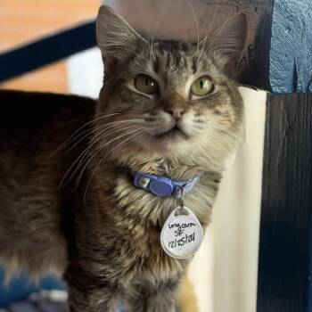 Unycorn -  Domestic Medium Hair Cat for Adoption in Tucson, Arizona - Unycorn | PetCurious