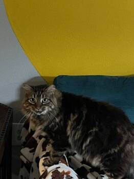 Ruby -  Maine Coon Cat for Adoption in Orlando, Florida - Ruby | PetCurious