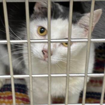 Frisco (Trapper) -  Domestic Short Hair Cat for Adoption in Huntsville, Alabama - Frisco (Trapper) | PetCurious