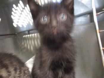 B.C. -  Domestic Short Hair Cat for Adoption in Ocala, Florida - B.C. | PetCurious