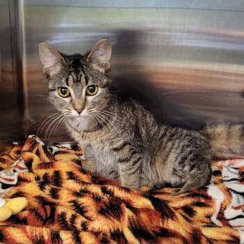 Sky -  Domestic Short Hair Cat for Adoption in Belleville, Illinois - Sky | PetCurious