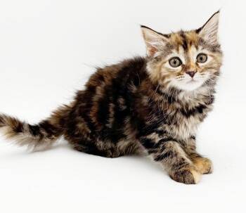 Tasha - What a teeny floofy doll -  Maine Coon and Torbie Cat for Adoption in Bedford Hills, New York - Tasha - What A Teeny Floofy Doll | PetCurious