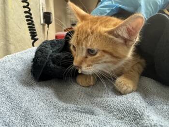 Rescue Domestic Short Hair Cats for Adoption in Honolulu, Hawaii - 59720826 | PetCurious