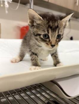 FALKOR -  Domestic Short Hair Cat for Adoption in Baytown, Texas - FALKOR | PetCurious