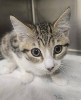 MILLIE -  Domestic Short Hair Cat for Adoption in Auburn, California - MILLIE | PetCurious
