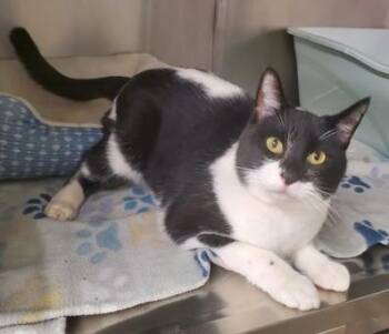 Rescue Domestic Short Hair Cats for Adoption in Butte, Montana - Sugar | PetCurious