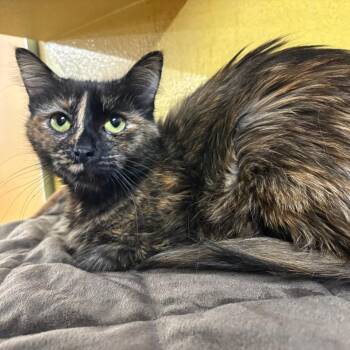 Domestic Medium Hair Cats Available for Adoption - Huggy | PetCurious