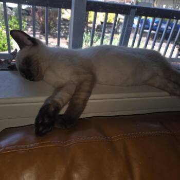 Gary (bonded with Penelope) -  Siamese Cat for Adoption in Santa Rosa, California - Gary (bonded With Penelope) | PetCurious