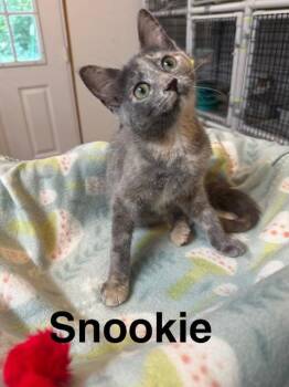 Snookie -  Domestic Short Hair Cat for Adoption in Millerstown, Pennsylvania - Snookie | PetCurious