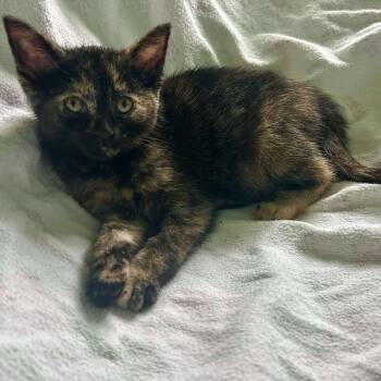 Rescue Domestic Short Hair Cats for Adoption in Plainfield, Illinois - Muffins | PetCurious
