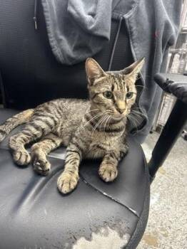 Domestic Short Hair Cats Available for Adoption in West Chester, Pennsylvania - Hermione | PetCurious