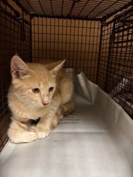Esprit -  Domestic Short Hair Cat for Adoption in Austin, Texas - Esprit | PetCurious