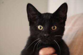Rummy -  Domestic Short Hair Cat for Adoption in Chattanooga, Tennessee - Rummy | PetCurious
