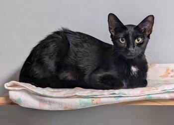 Jade -  Domestic Short Hair Cat for Adoption in Fullerton, Pennsylvania - Jade | PetCurious