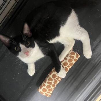 Rescue Domestic Medium Hair and Maine Coon Cats for Adoption in Syosset, New York - Vidal | PetCurious