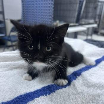 Gravy Train-C -  Domestic Medium Hair Cat for Adoption in East St. Louis, Illinois - Gravy Train-C | PetCurious