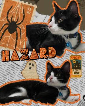 Hazard -  Domestic Short Hair Cat for Adoption in Pasco, Washington - Hazard | PetCurious