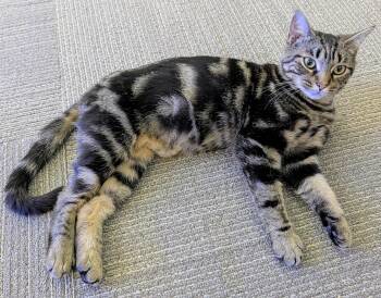 Harper -  Domestic Short Hair Cat for Adoption in Honeoye, New York - Harper | PetCurious
