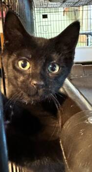 June -  Domestic Short Hair Cat for Adoption in Rice Lake, Wisconsin - June | PetCurious