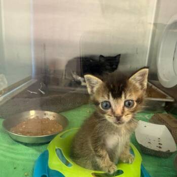 Yellow -  Domestic Medium Hair Cat for Adoption in Madisonville, Tennessee - Yellow | PetCurious