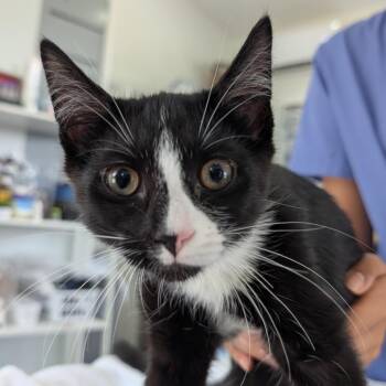 Dora -  Domestic Short Hair Cat for Adoption in Chapel Hill, North Carolina - Dora | PetCurious